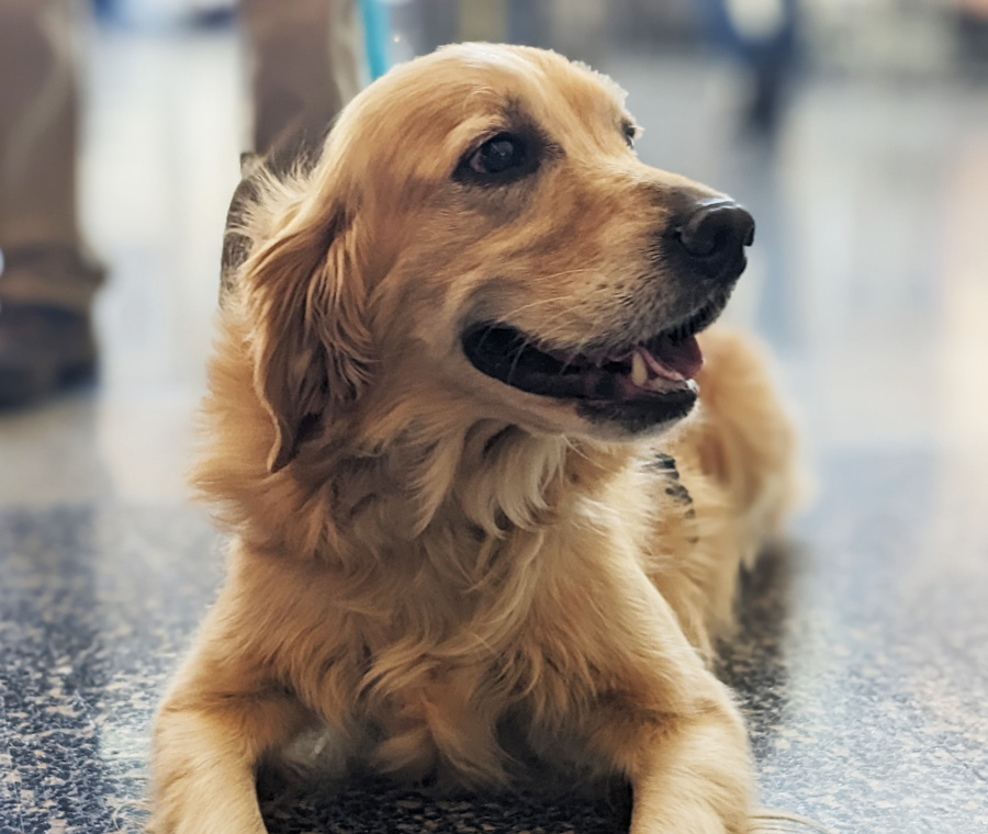 Portrait or candid of “Flossie”, therapy or companion animal at Bradley