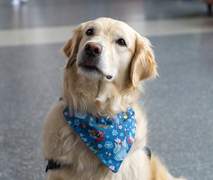 700px system/feature photo for therapy dog “Dory” at Bradley Airport