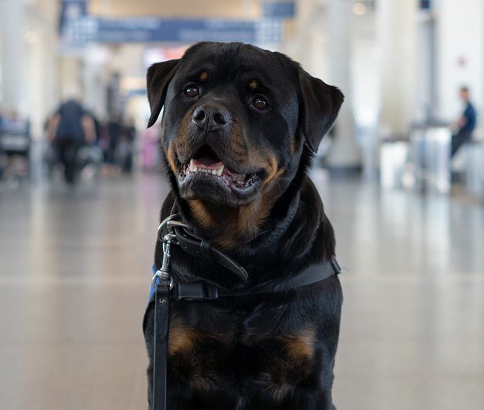 Standard size (700px) portrait for animal therapy dog “Remy” at BDL