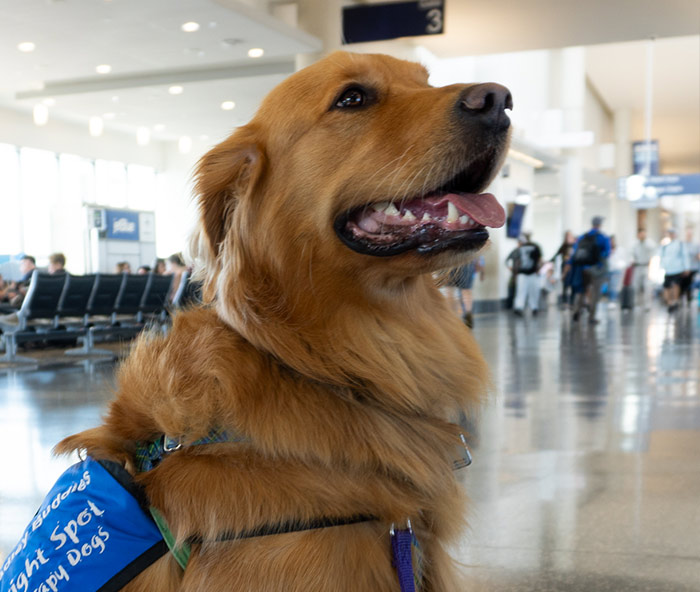 700px photo for “Rika”, BDL animal therapy program asset