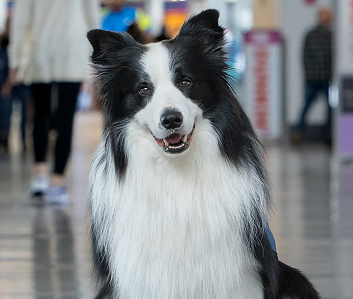 700px system image of “Wager”, animal therapy dog at BDL