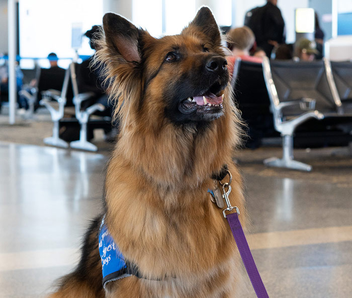 Featured “RamblerBB” artwork showcased at Bradley International Airport.
