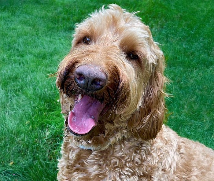 Additional portrait of BrodyBB700, BDL animal program