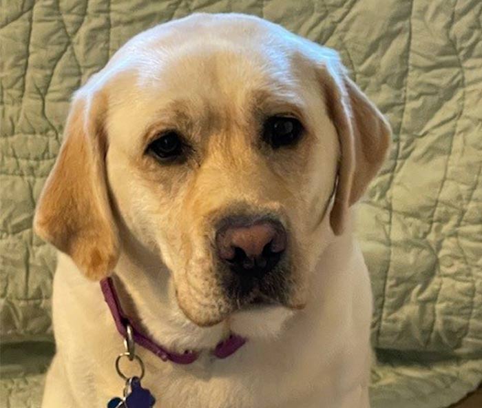 Close-up portrait of a yellow Labrador Retriever wearing a purple collar.