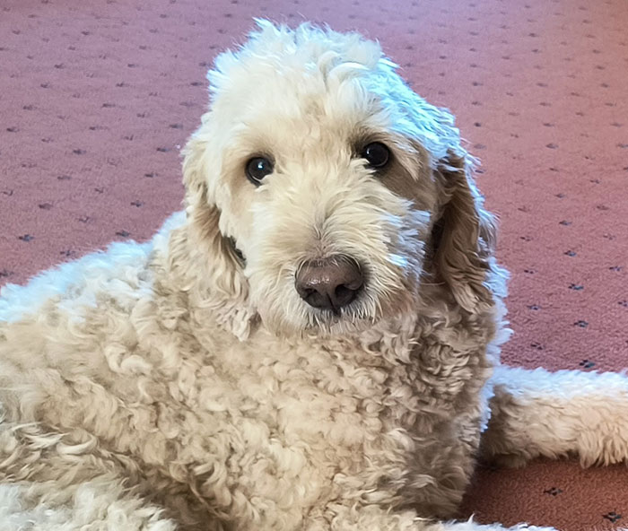 A fluffy cream-coloured Goldendoodle lying on a pink carpet, looking directly at the camera.