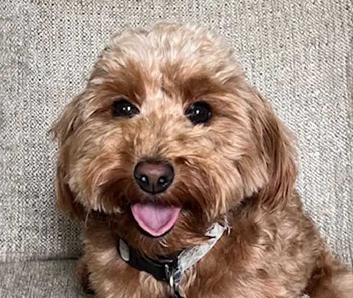 A small brown dog sitting on the floor.