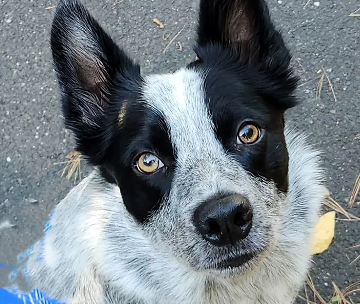 A black-and-white dog, likely an Australian Cattle Dog mix, with striking amber eyes and alert ears tilts its head slightly while sitting outdoors on pavement.