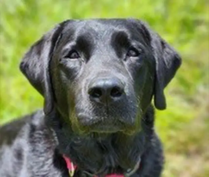 A black Labrador Retriever with a graying muzzle and a red collar gazes steadily at the camera against a lush green background.