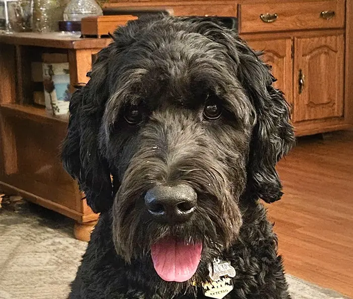 A fluffy black Goldendoodle with a happy open-mouthed smile and tongue out sits indoors in a cozy kitchen setting.