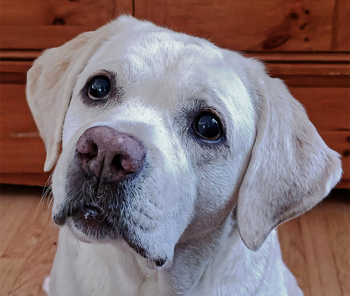 A close-up portrait of a white Labrador mix with soulful dark eyes and a speckled pink-and-black nose, gazing upward against a warm wooden background.