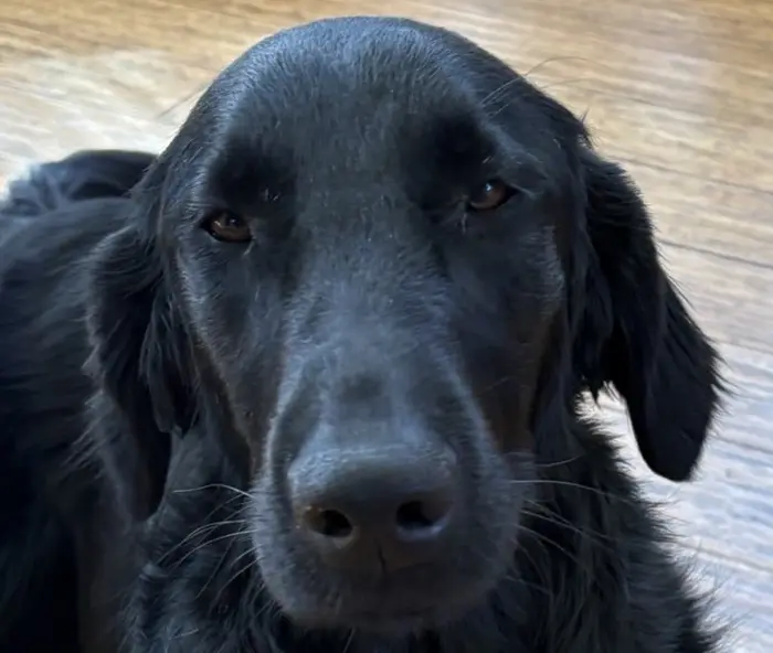 A black Labrador Retriever with a graying muzzle and a red collar gazes steadily at the camera.