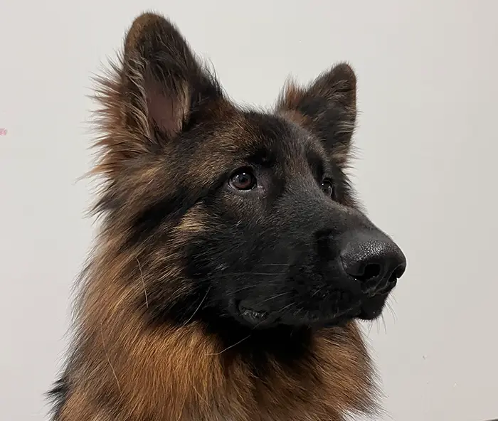 A German Shepard with a black muzzle stares off into the distance.