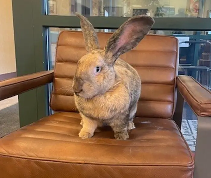 rabbit with tall upright ears sits calmly on a brown leather chair, its light brown and grey fur catching the light.