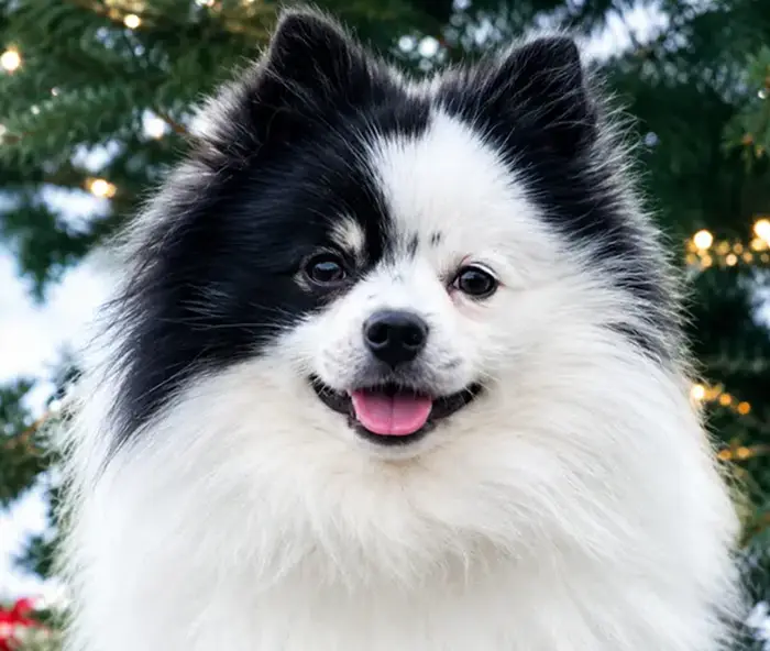 Close-up of a fluffy black-and-white Pomeranian with a symmetrical mask pattern, mouth open in a smile with tongue out, set against a blurred backdrop of Christmas tree branches with twinkling lights.