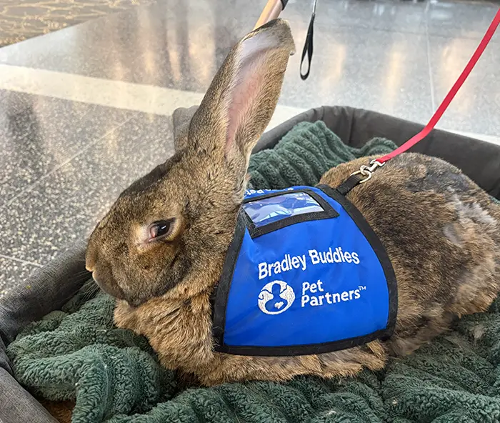 A large-eared brown rabbit wearing blue vest inside a stroller in an airport.